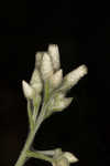 Heller's cudweed